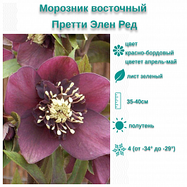 Морозник восточный Претти Элен Ред