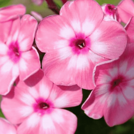 Флокс метельчатый Оленька