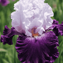 Ирис германский Blue Bird Wine