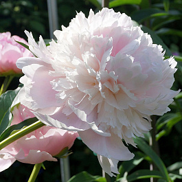 Пион травянистый Печер