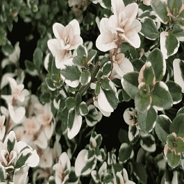 Тимьян блошиный Foxley