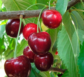 Вишня обыкновенная Превосходная Колесниковой