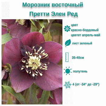 Морозник восточный Претти Элен Ред