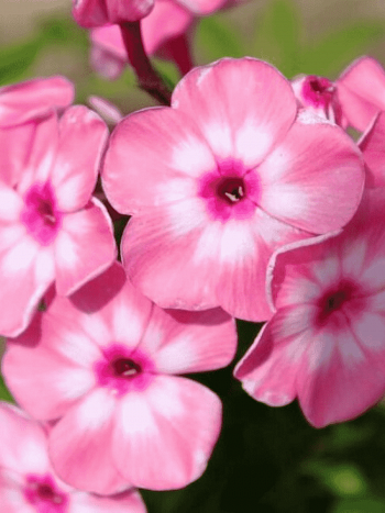 Флокс метельчатый Оленька