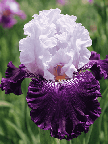 Ирис германский Blue Bird Wine