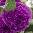 Мальва (Шток-роза) розовая Chater's Double Violet