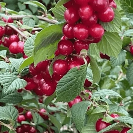 Вишня войлочная Сказочная