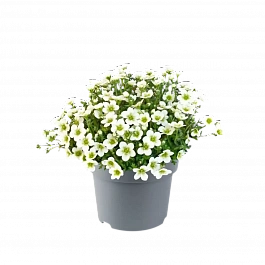 Камнеломка Ice Colours