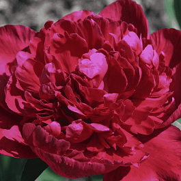 Пион Молочноцветковый Inspecteur Lavergne