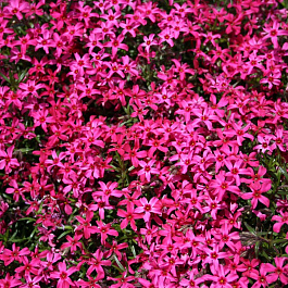 Флокс шиловидный Темискаминг