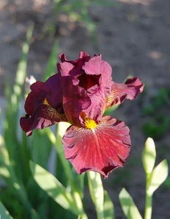 Ирис pum Lady in Red