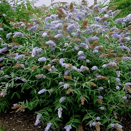 Буддлея давида  Dart's Papillon Blue