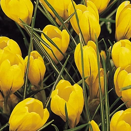 Крокус крупноцветковый Yellow Mammouth