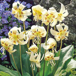 Кандык калифорнийский Уайт Бьюти