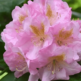 Рододендрон гибридный Scintillation