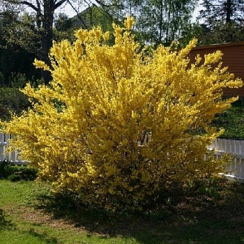 Форзиция промежуточная Голден Тайм