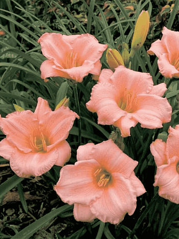 Лилейник On and On