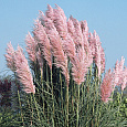 Кортадерия Селло Rose Plume