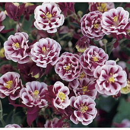 Аквилегия обыкновенная Винки Дабл Ред энд Вайт