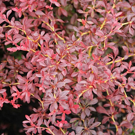 Барбарис Тунберга Оранж Дрим