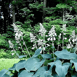 Хоста Blue Angel