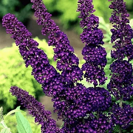 Буддлея давида Black Knight