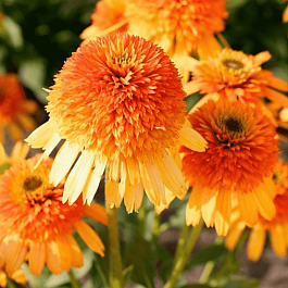 Эхинацея пурпурная Rhytmes in Orange