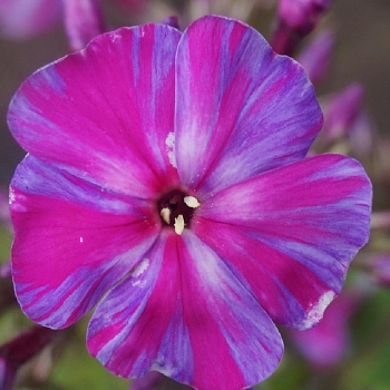 Флокс метельчатый Отем Джой