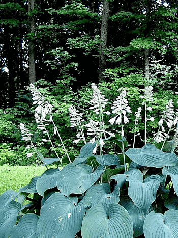 Хоста Blue Angel