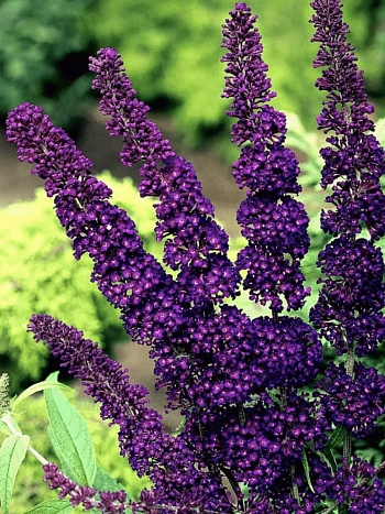 Буддлея давида Black Knight