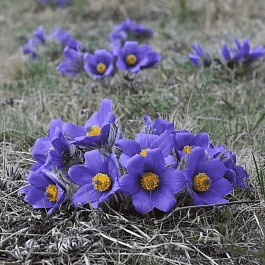 Прострел Турчанинова
