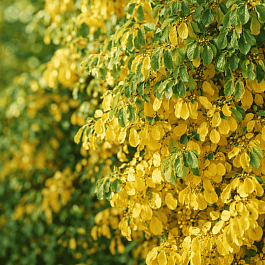 Древогубец круглолистный Hercules