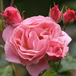 Роза флорибунда Квин оф Ингланд