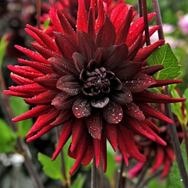 Георгина Полукактусовая Чат Нуар