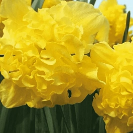 Нарцисс Flyer