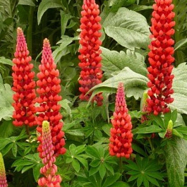 Люпин многолистный Май Кастл