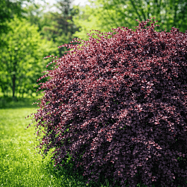 Барбарис оттавский Superba