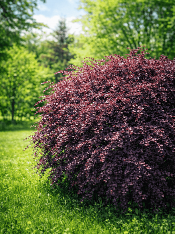 Барбарис оттавский Superba