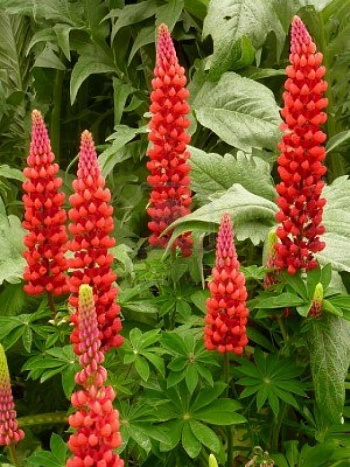 Люпин многолистный Май Кастл