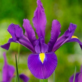 Ирис  Purple Sensation