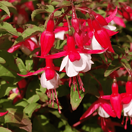 Фуксия Alice Hoffman