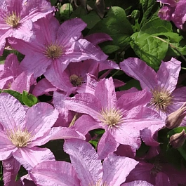 Клематис гибридный Danuta