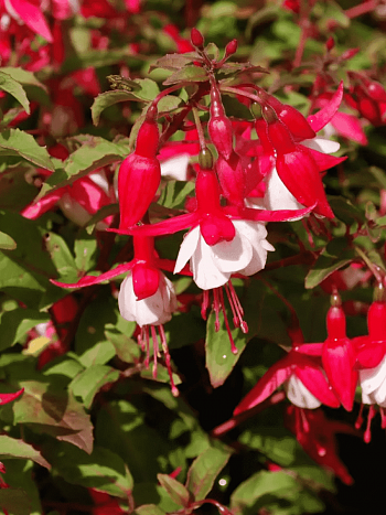 Фуксия Alice Hoffman