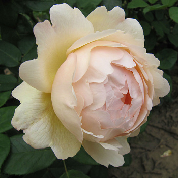 Роза английская парковая Воллертон Олд Холл