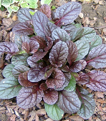 Живучка ползучая Браун Хетс