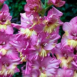 Гладиолус гофрированный Санбелт