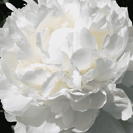 Пион Молочноцветковый White