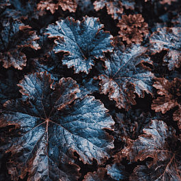 Гейхера World Caffe Espresso