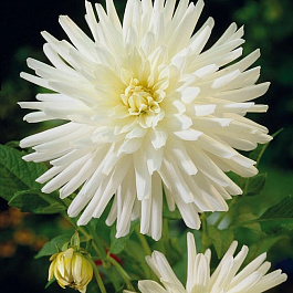 Георгина Кактусовая Плая-Бланка