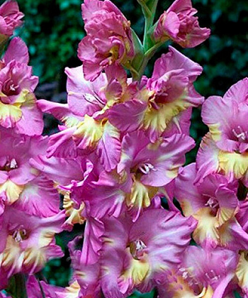 Гладиолус гофрированный Санбелт